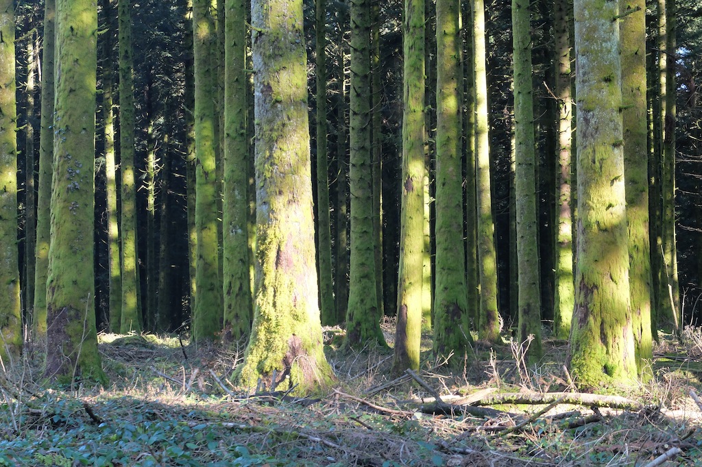 Forêt de Poligny, Center parc